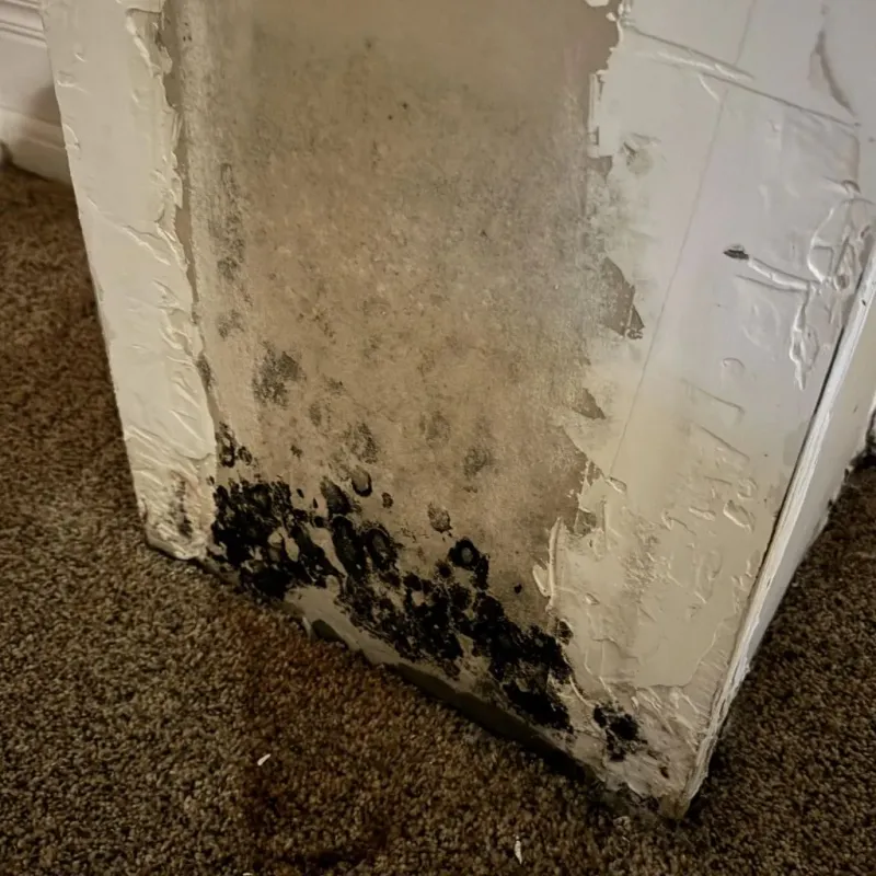 Professional Mold Removal in Enochville, NC